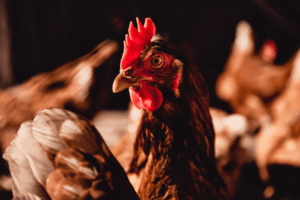 Poultry Farming WhatsApp Group Link