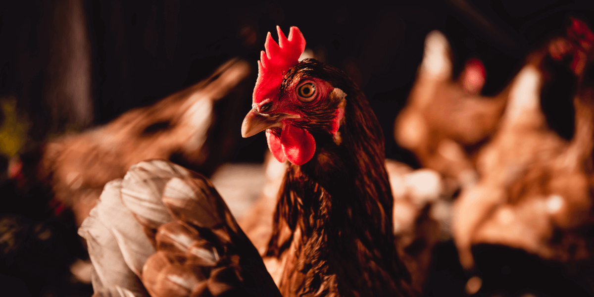 Poultry Farming WhatsApp Group Link