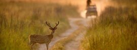 Jim Corbett WhatsApp Group Links