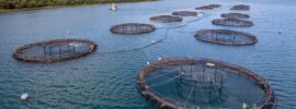 Fish Farming WhatsApp Group Links