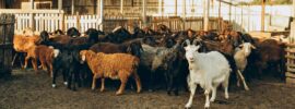 Goat Farming WhatsApp Group Links