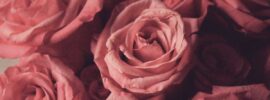 Rose Day WhatsApp Group Links (1)